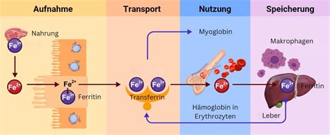 ranserrie|transferrin bedeutung.